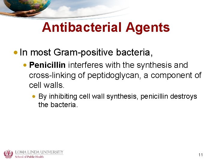 Antibacterial Agents • In most Gram-positive bacteria, • Penicillin interferes with the synthesis and