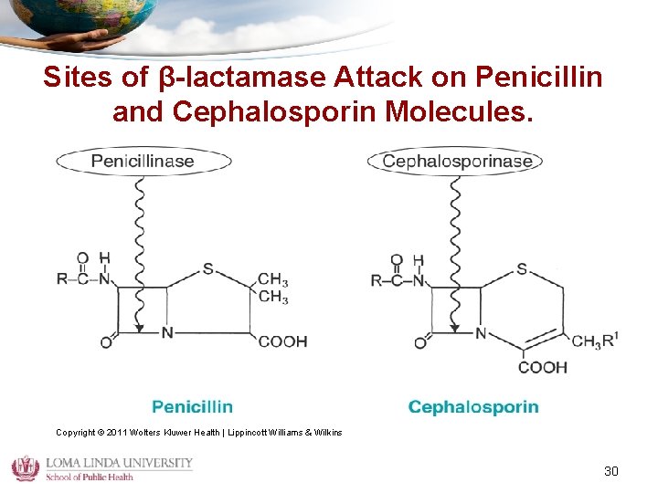Sites of β-lactamase Attack on Penicillin and Cephalosporin Molecules. Copyright © 2011 Wolters Kluwer