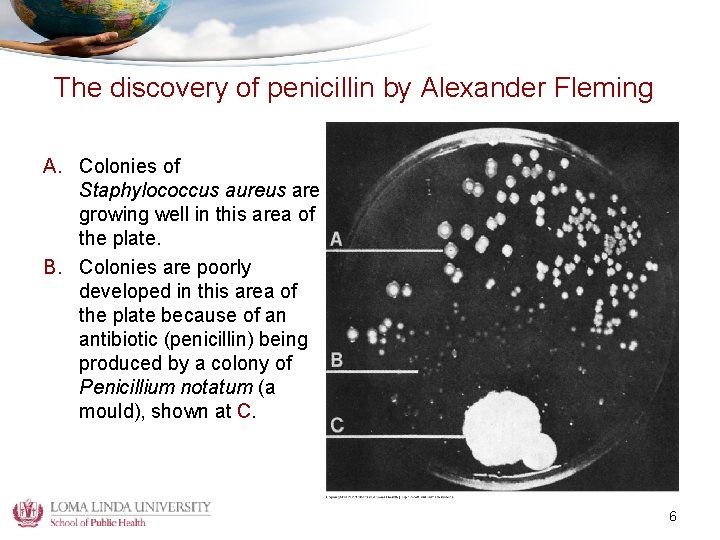 The discovery of penicillin by Alexander Fleming A. Colonies of Staphylococcus aureus are growing