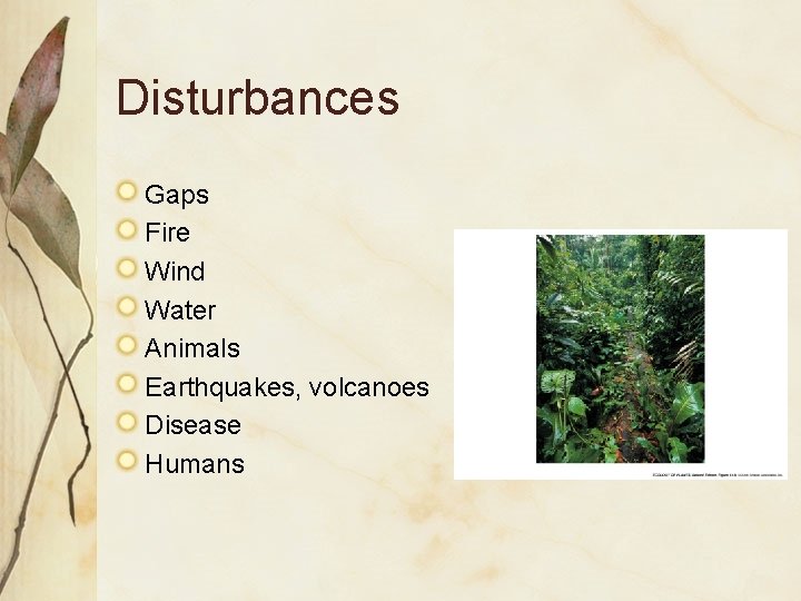 Disturbances Gaps Fire Wind Water Animals Earthquakes, volcanoes Disease Humans 