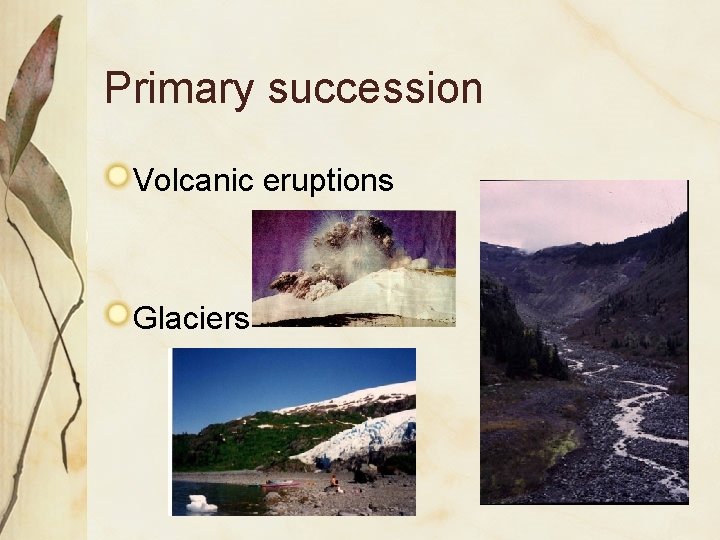 Primary succession Volcanic eruptions Glaciers 