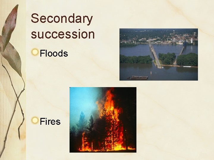 Secondary succession Floods Fires 