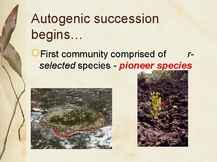 Autogenic succession begins… First community comprised of rselected species - pioneer species 