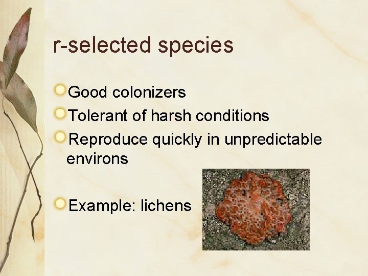 r-selected species Good colonizers Tolerant of harsh conditions Reproduce quickly in unpredictable environs Example: