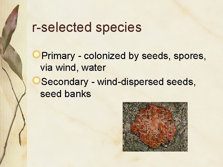 r-selected species Primary - colonized by seeds, spores, via wind, water Secondary - wind-dispersed