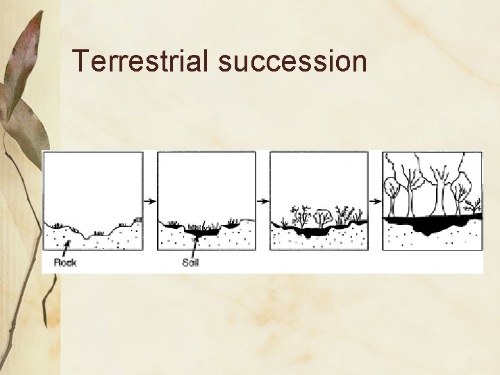 Terrestrial succession 