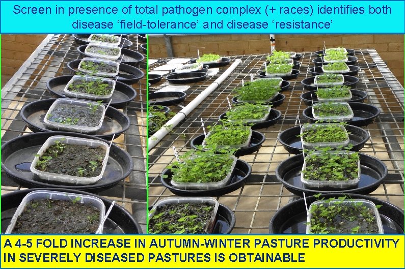 Screen in presence of total pathogen complex (+ races) identifies both disease ‘field-tolerance’ and