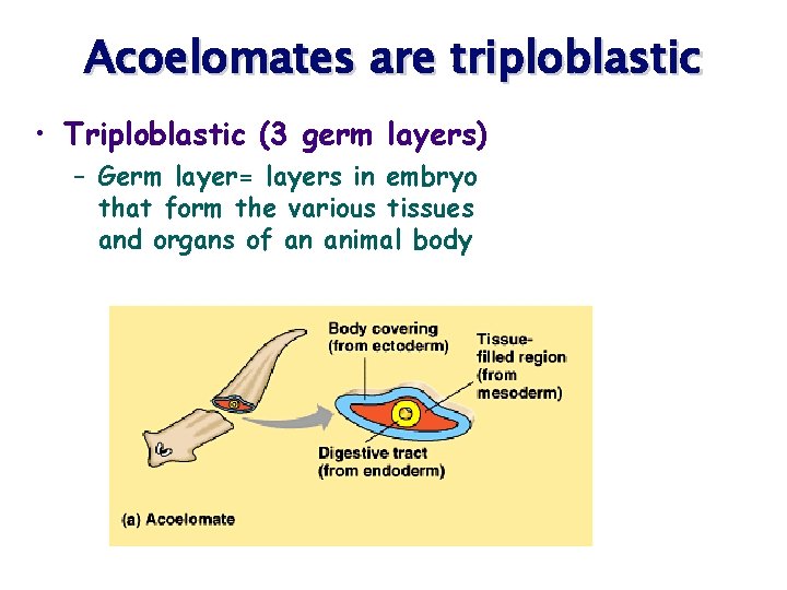 Acoelomates are triploblastic • Triploblastic (3 germ layers) – Germ layer= layers in embryo