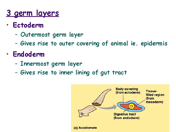 3 germ layers • Ectoderm – Outermost germ layer – Gives rise to outer
