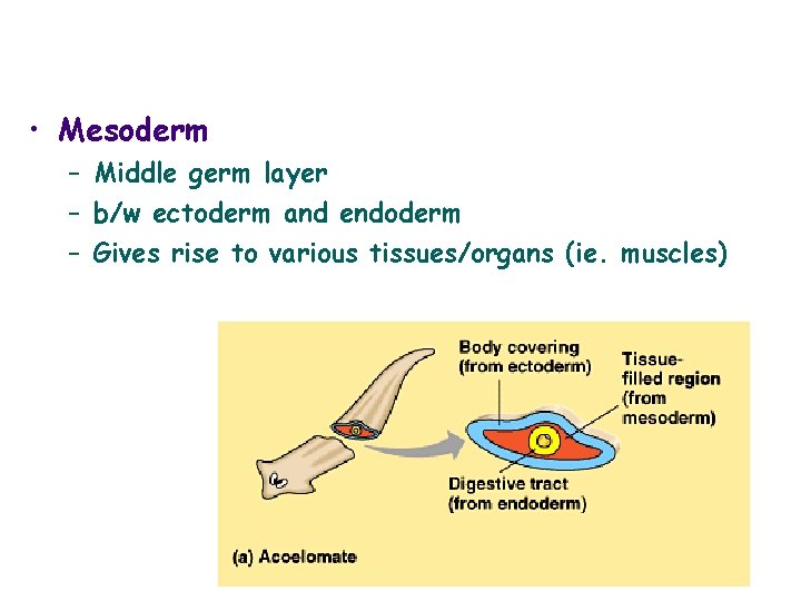  • Mesoderm – Middle germ layer – b/w ectoderm and endoderm – Gives