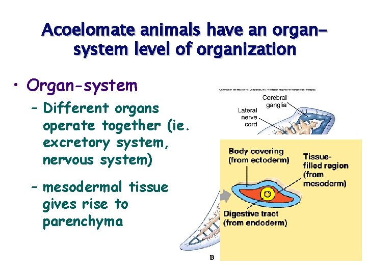 Acoelomate animals have an organsystem level of organization • Organ-system – Different organs operate