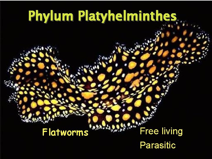 Phylum Platyhelminthes Flatworms Free living Parasitic 