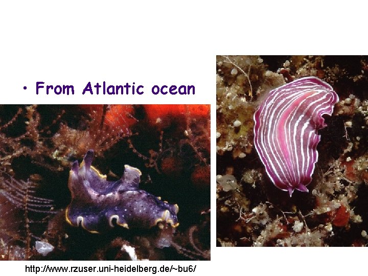  • From Atlantic ocean http: //www. rzuser. uni-heidelberg. de/~bu 6/ 