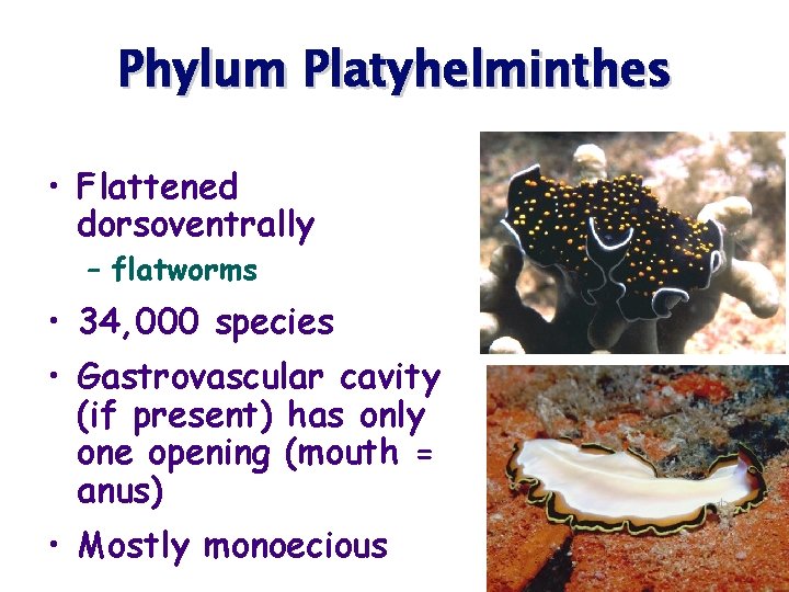 Phylum Platyhelminthes • Flattened dorsoventrally – flatworms • 34, 000 species • Gastrovascular cavity