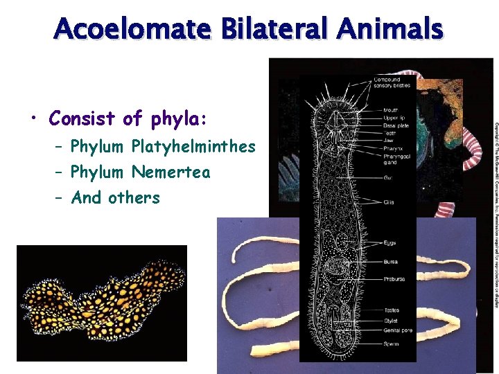 Acoelomate Bilateral Animals • Consist of phyla: – Phylum Platyhelminthes – Phylum Nemertea –