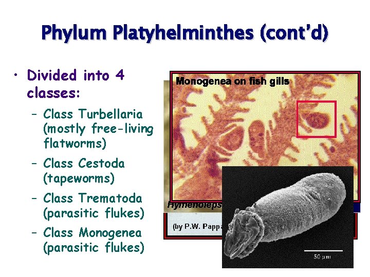 Phylum Platyhelminthes (cont’d) • Divided into 4 classes: – Class Turbellaria (mostly free-living flatworms)