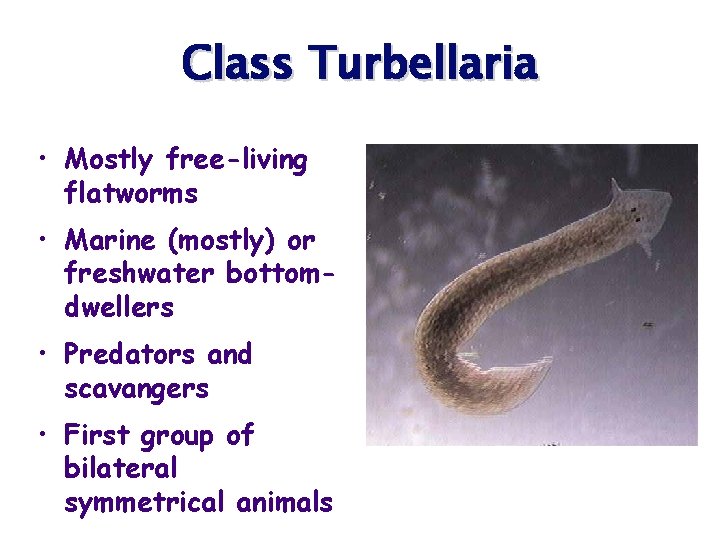 Class Turbellaria • Mostly free-living flatworms • Marine (mostly) or freshwater bottomdwellers • Predators