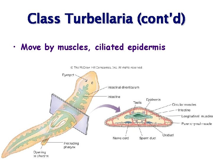 Class Turbellaria (cont’d) • Move by muscles, ciliated epidermis 