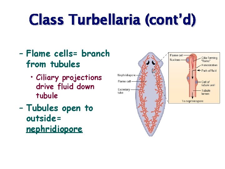 Class Turbellaria (cont’d) – Flame cells= branch from tubules • Ciliary projections drive fluid
