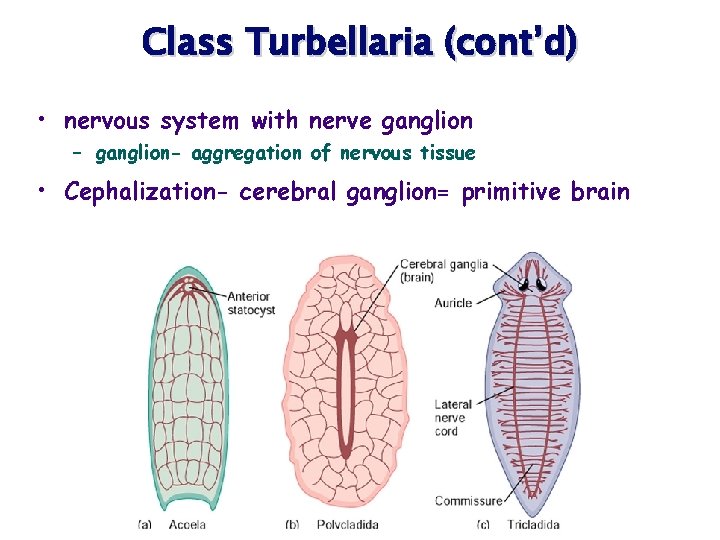 Class Turbellaria (cont’d) • nervous system with nerve ganglion – ganglion- aggregation of nervous