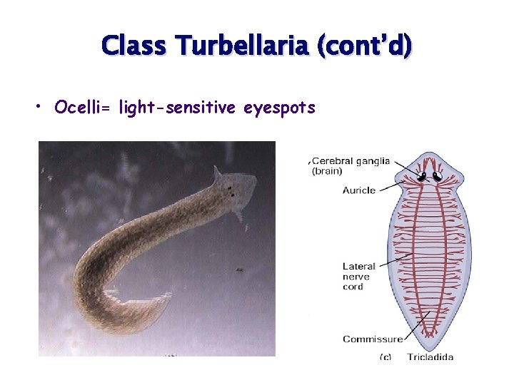 Class Turbellaria (cont’d) • Ocelli= light-sensitive eyespots 