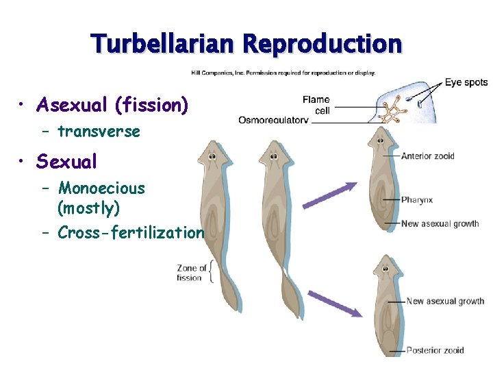 Turbellarian Reproduction • Asexual (fission) – transverse • Sexual – Monoecious (mostly) – Cross-fertilization