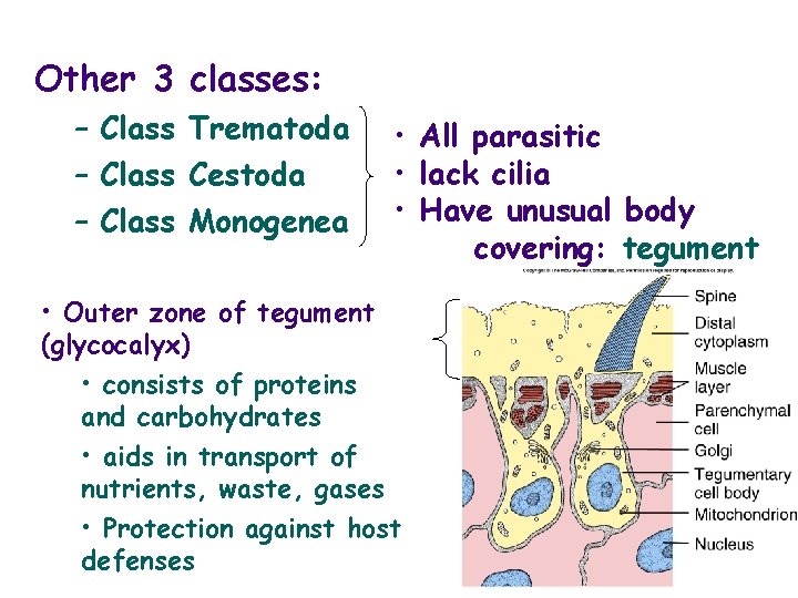 Other 3 classes: – Class Trematoda – Class Cestoda – Class Monogenea • All