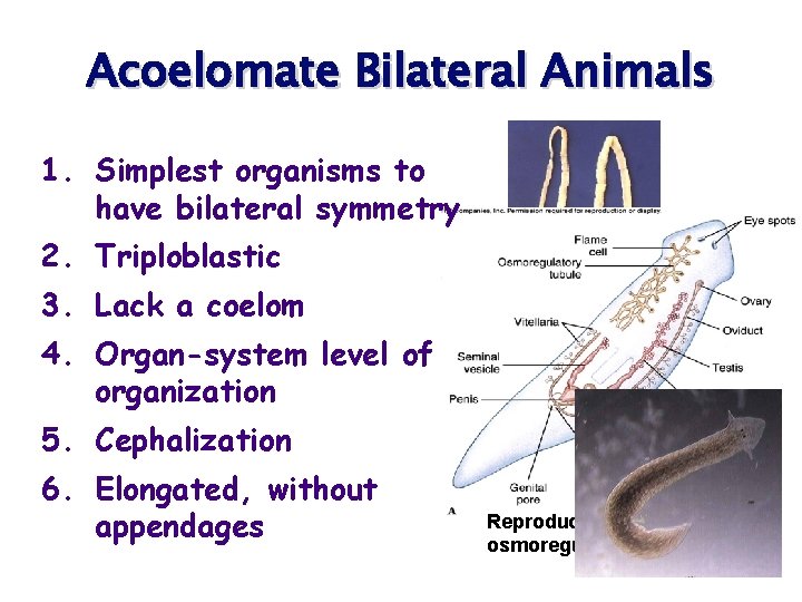 Acoelomate Bilateral Animals 1. Simplest organisms to have bilateral symmetry 2. Triploblastic 3. Lack