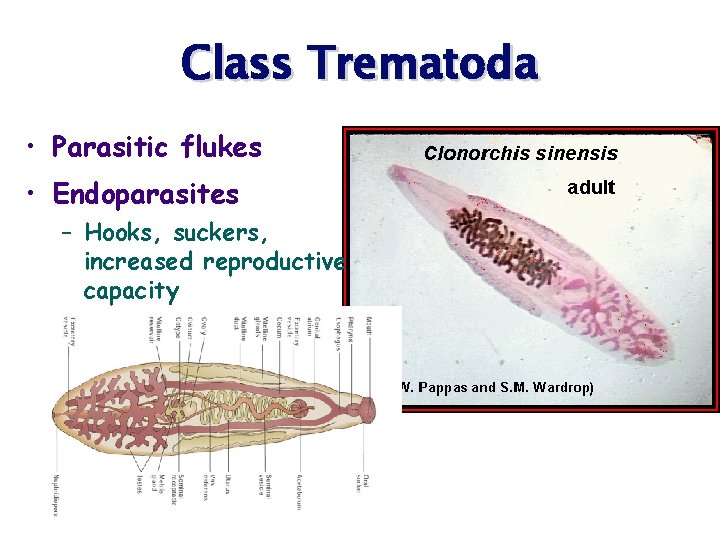 Class Trematoda • Parasitic flukes • Endoparasites – Hooks, suckers, increased reproductive capacity 