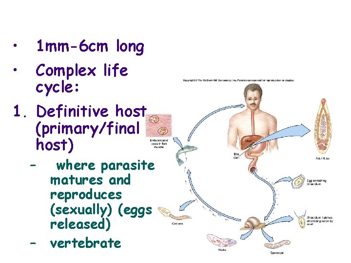  • 1 mm-6 cm long • Complex life cycle: 1. Definitive host (primary/final