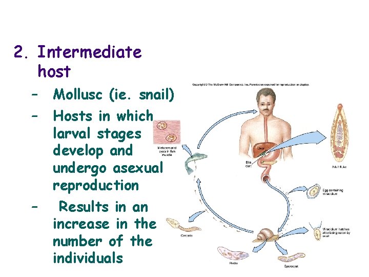 2. Intermediate host – – – Mollusc (ie. snail) Hosts in which larval stages