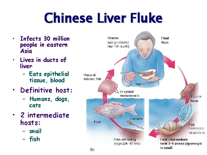 Chinese Liver Fluke • Infects 30 million people in eastern Asia • Lives in