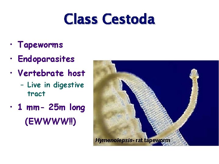 Class Cestoda • Tapeworms • Endoparasites • Vertebrate host – Live in digestive tract