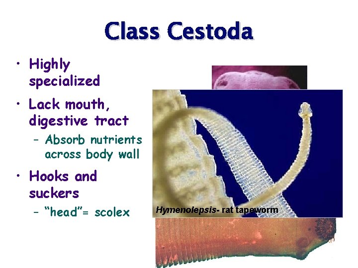 Class Cestoda • Highly specialized • Lack mouth, digestive tract – Absorb nutrients across