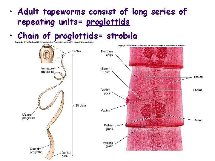  • Adult tapeworms consist of long series of repeating units= proglottids • Chain