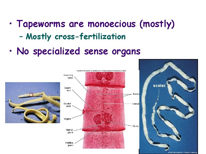  • Tapeworms are monoecious (mostly) – Mostly cross-fertilization • No specialized sense organs