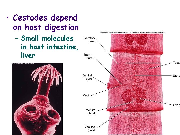  • Cestodes depend on host digestion – Small molecules in host intestine, liver