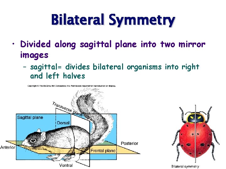 Bilateral Symmetry • Divided along sagittal plane into two mirror images – sagittal= divides