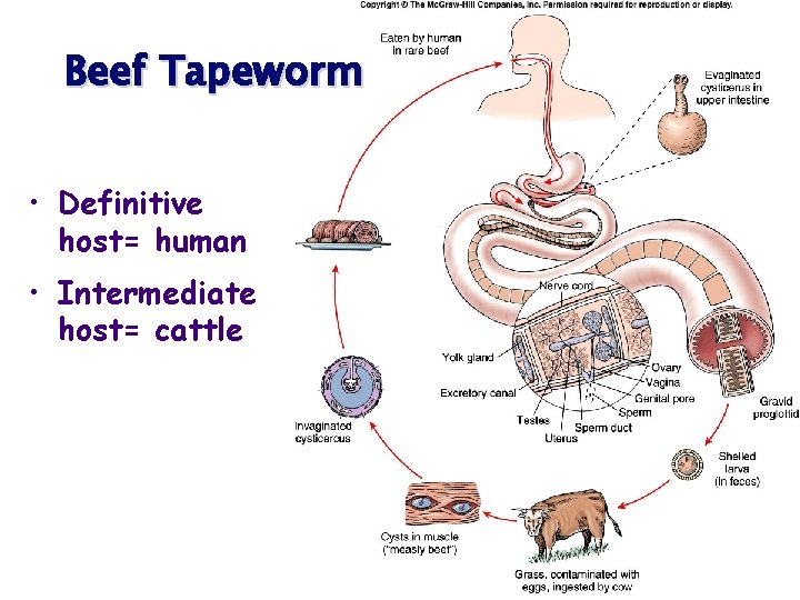 Beef Tapeworm • Definitive host= human • Intermediate host= cattle 