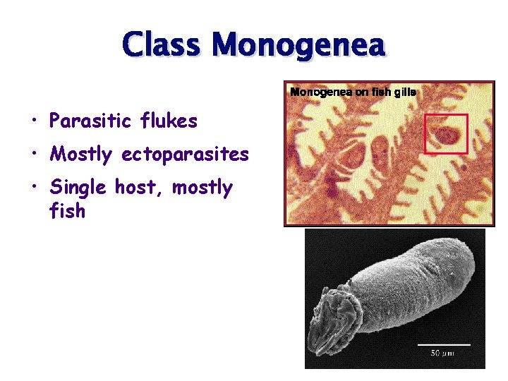 Class Monogenea • Parasitic flukes • Mostly ectoparasites • Single host, mostly fish 