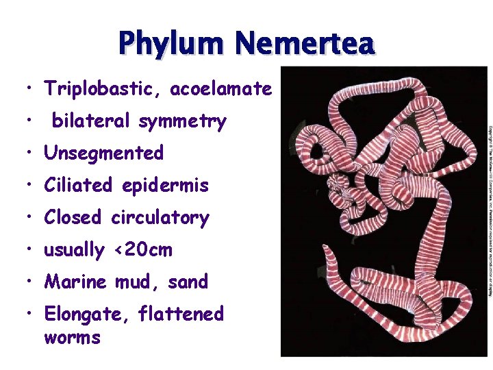 Phylum Nemertea • Triplobastic, acoelamate • bilateral symmetry • Unsegmented • Ciliated epidermis •