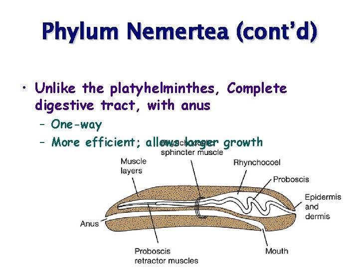 Phylum Nemertea (cont’d) • Unlike the platyhelminthes, Complete digestive tract, with anus – One-way