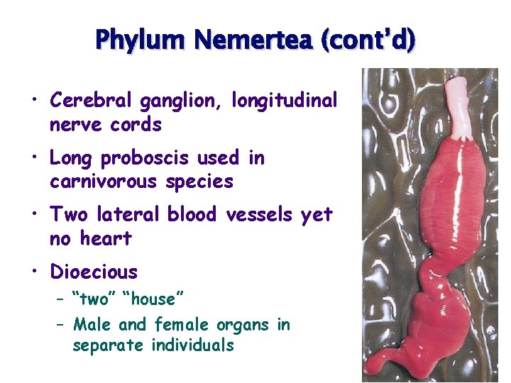 Phylum Nemertea (cont’d) • Cerebral ganglion, longitudinal nerve cords • Long proboscis used in