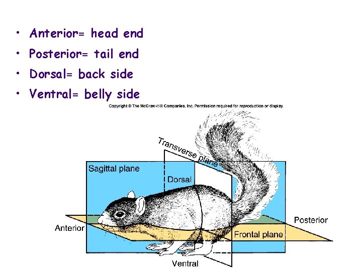  • Anterior= head end • Posterior= tail end • Dorsal= back side •