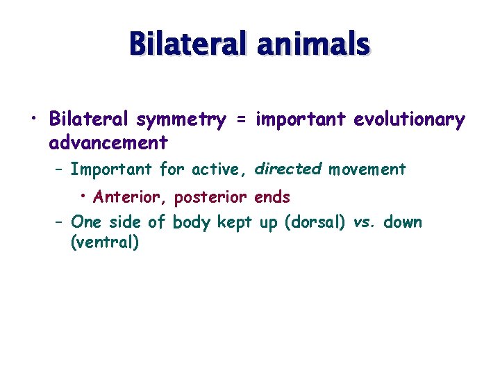 Bilateral animals • Bilateral symmetry = important evolutionary advancement – Important for active, directed