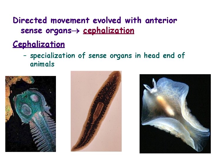 Directed movement evolved with anterior sense organs cephalization Cephalization – specialization of sense organs