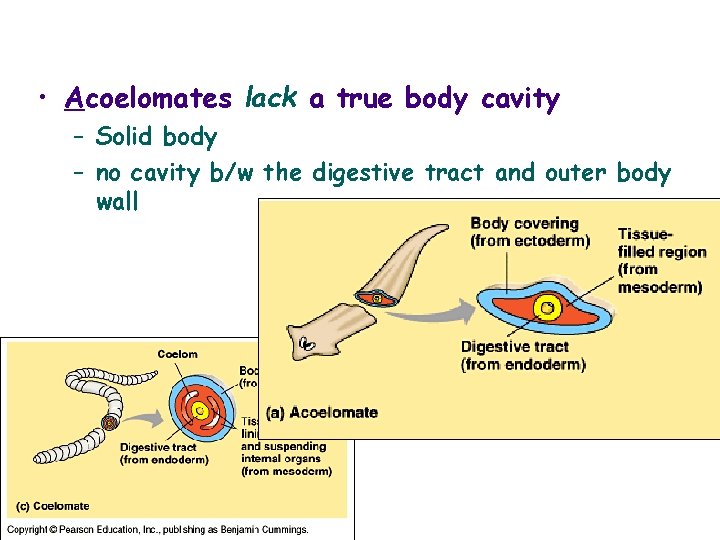  • Acoelomates lack a true body cavity – Solid body – no cavity