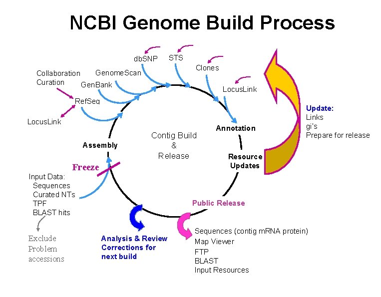 NCBI Genome Build Process db. SNP STS Clones Genome. Scan Collaboration Curation Gen. Bank