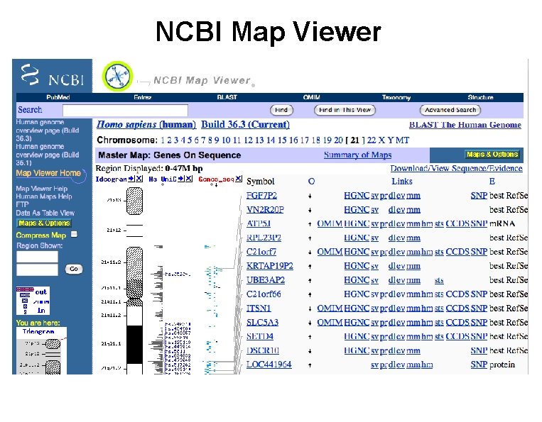 NCBI Map Viewer 