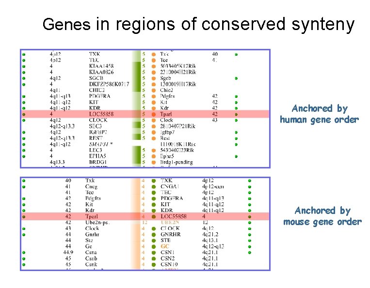  Genes in regions of conserved synteny Anchored by human gene order Anchored by